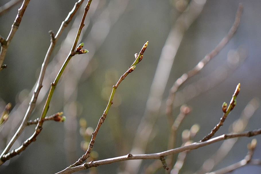 tree, spring, nature, a branch, green, plant, focus on foreground HD wallpaper