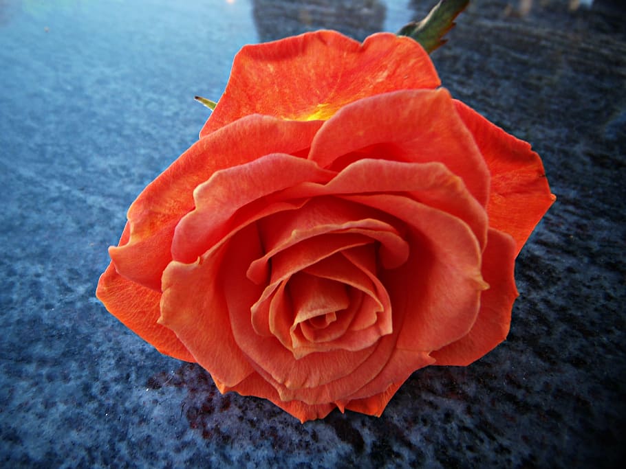 rosa, pink orange, petals, reflection, marble, perspective HD wallpaper