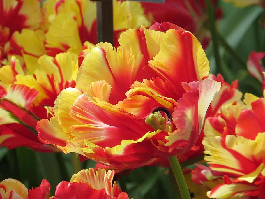 HD wallpaper: Tulips, Close, Keukenhof, farbenpracht, holland, flower ...