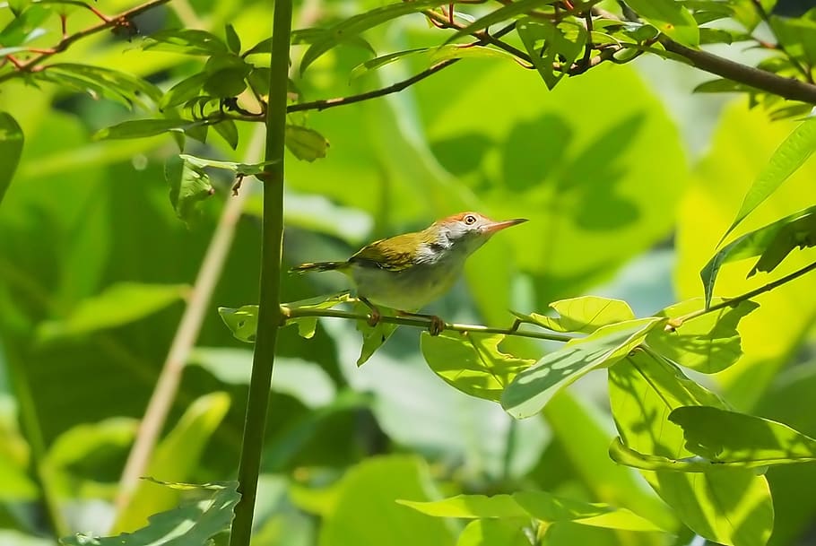 nature, leaf, tree, outdoors, flora, bird, wildlife, little HD wallpaper