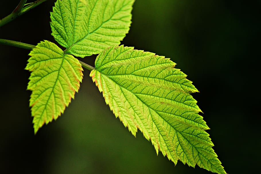 raspberry, raspberry bush, foliage, leaves, plant, photosynthesis HD wallpaper