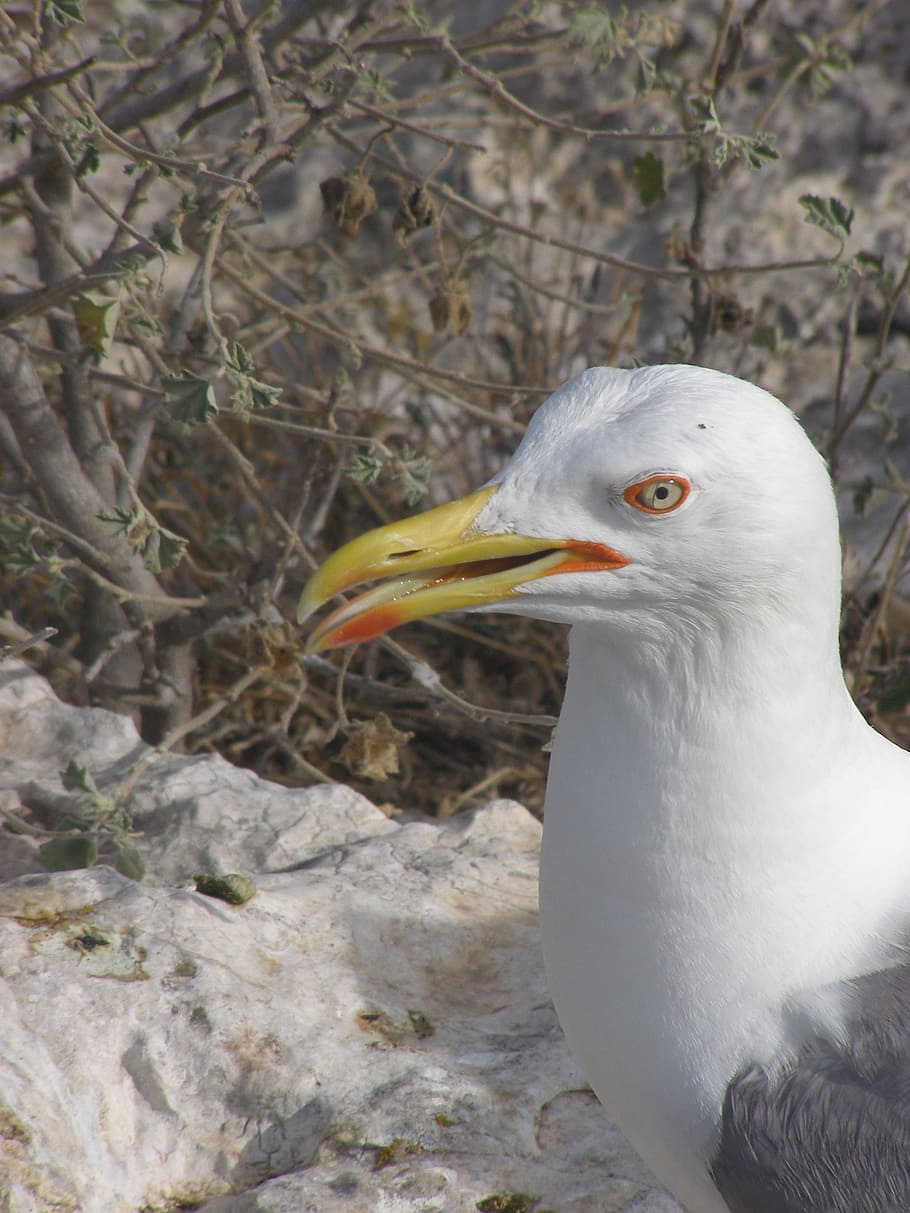 seagull, cormorant, animals, bird, animal themes, animals in the wild HD wallpaper