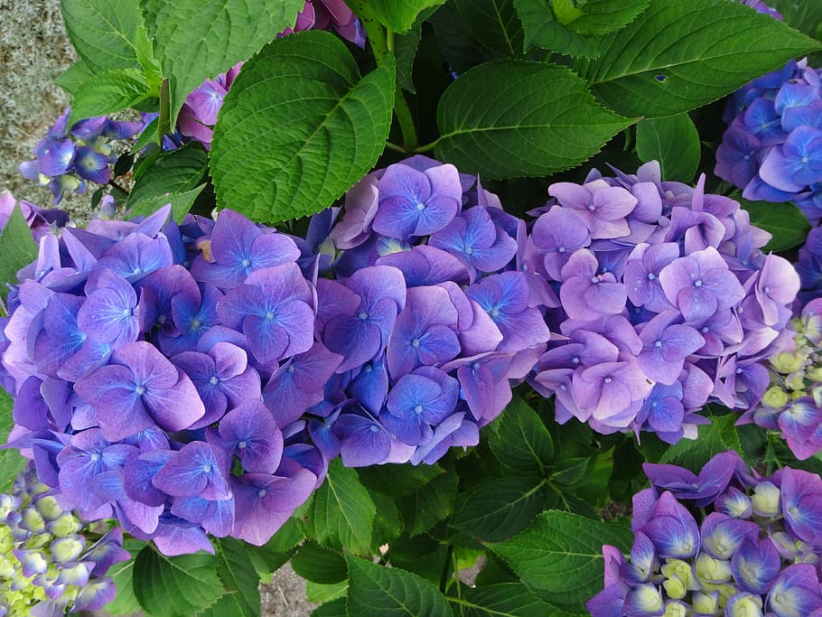 hydrangea, blue, purple, perennial, plant, beauty in nature HD wallpaper