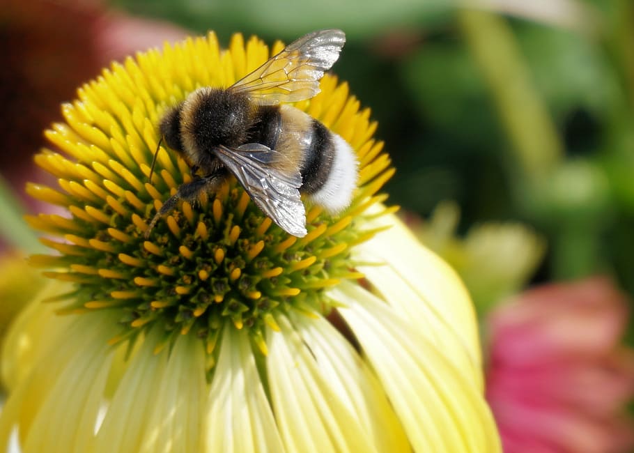 hummel, insect, sun hat, flower, blossom, bloom, plant, garden HD wallpaper