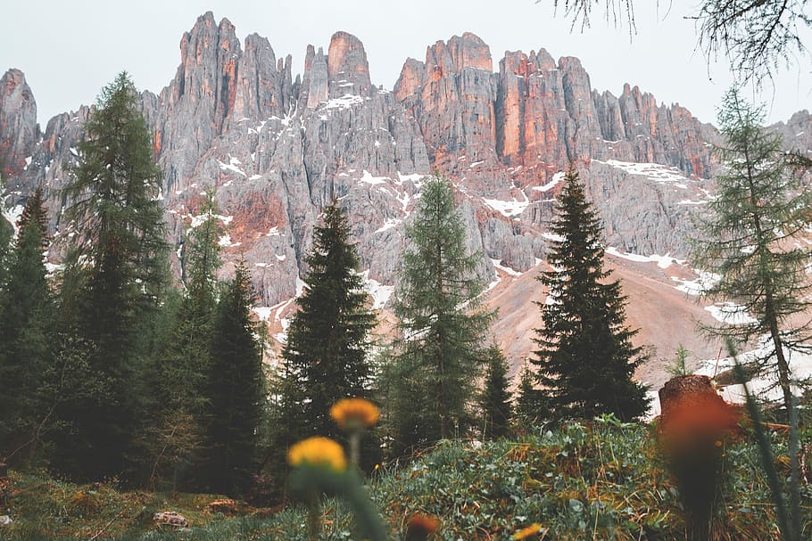 pine trees near mountains, mountain range with forest, dolomite HD wallpaper