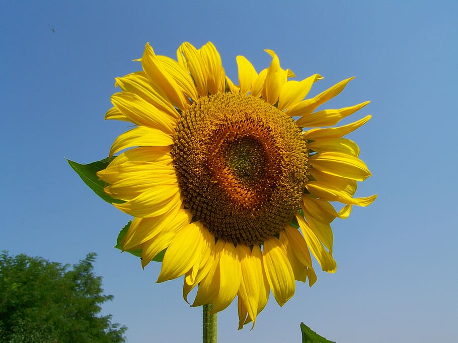 sunflower yellow, crops, summer, flowering plant, petal, flower head HD wallpaper