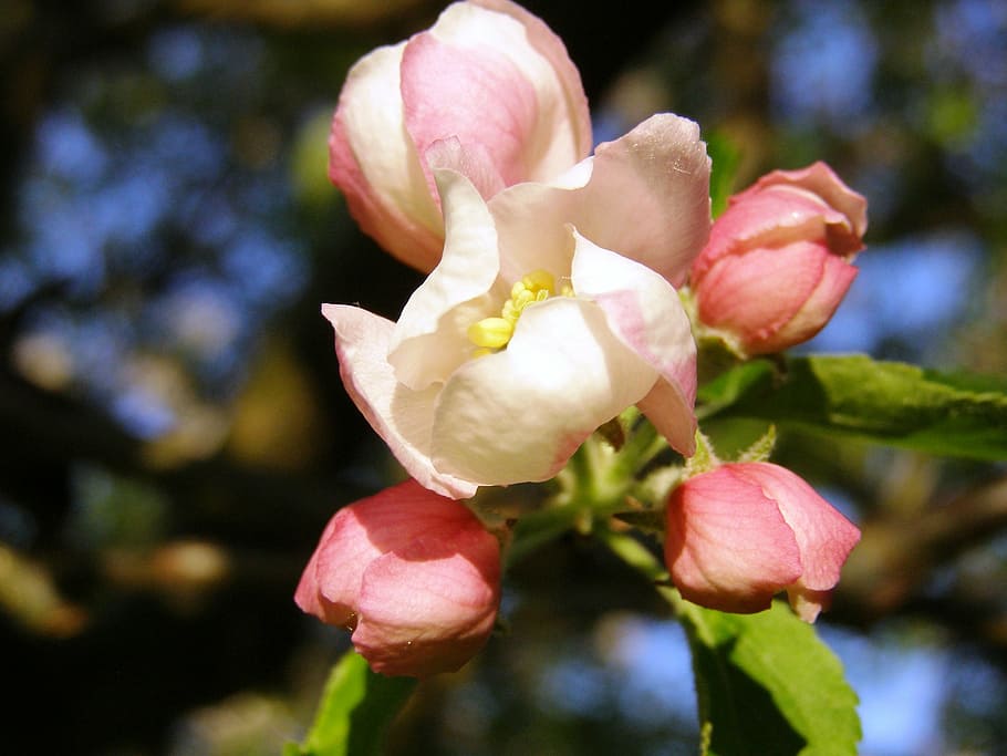 apple blossom, close, spring, apple tree, bloom, apple tree blossom HD wallpaper
