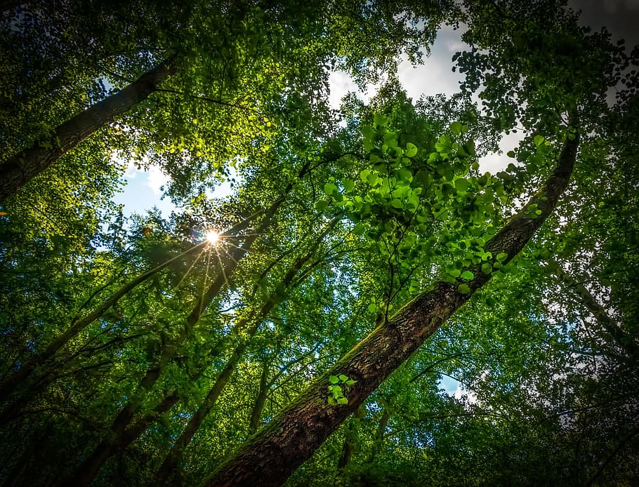 forest, tree, nature, sun, adherent, light, summer, slovakia HD wallpaper