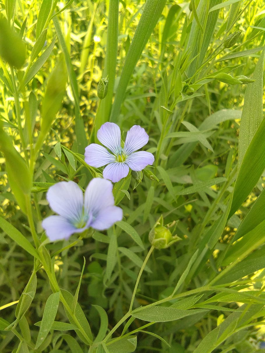 flower, green leaves, shape, nature, plant, summer, outdoors HD wallpaper