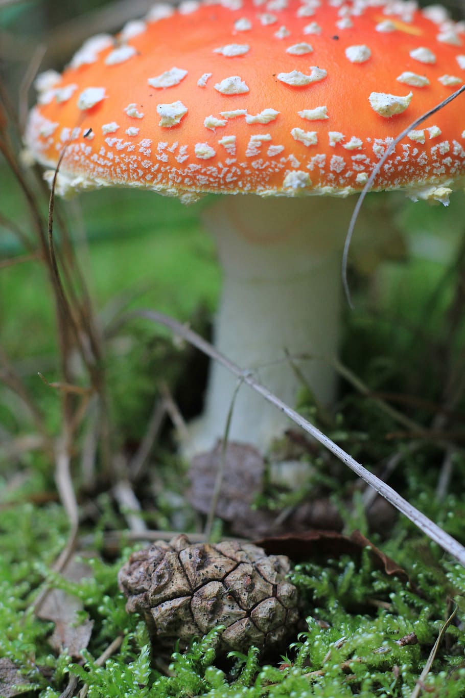 fungi, mushroom, fungus, close-up, vegetable, growth, land HD wallpaper