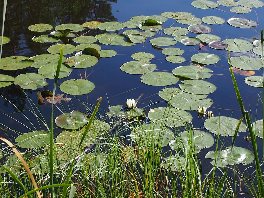 lotus, nature, lakes, plant, water, water lily, flower, growth HD wallpaper