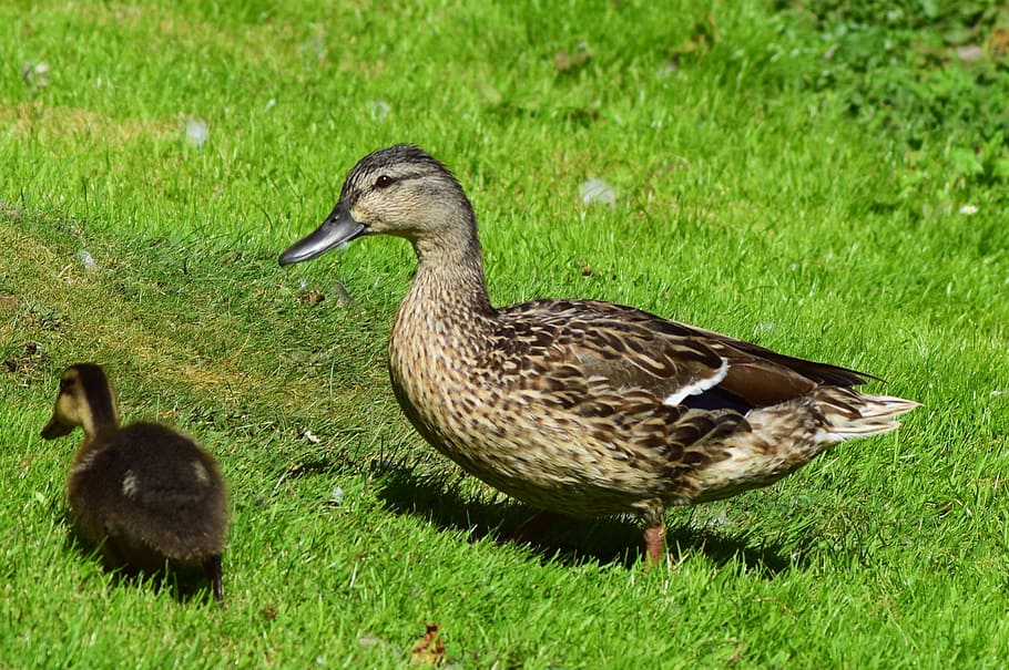ducks, baby, animal, family, grass, bird, animal themes, animals in the wild