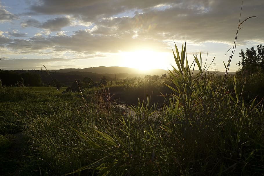 Sunset, Grass, Grasses, abendstimmung, meadow, nature, mood HD wallpaper