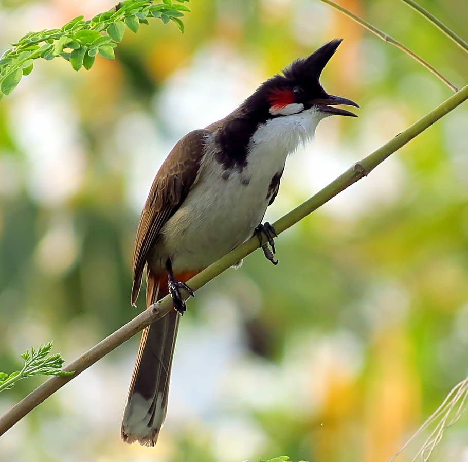 gju, jhdgus, dguyw, hưdguyw, animal wildlife, one animal, bird HD wallpaper