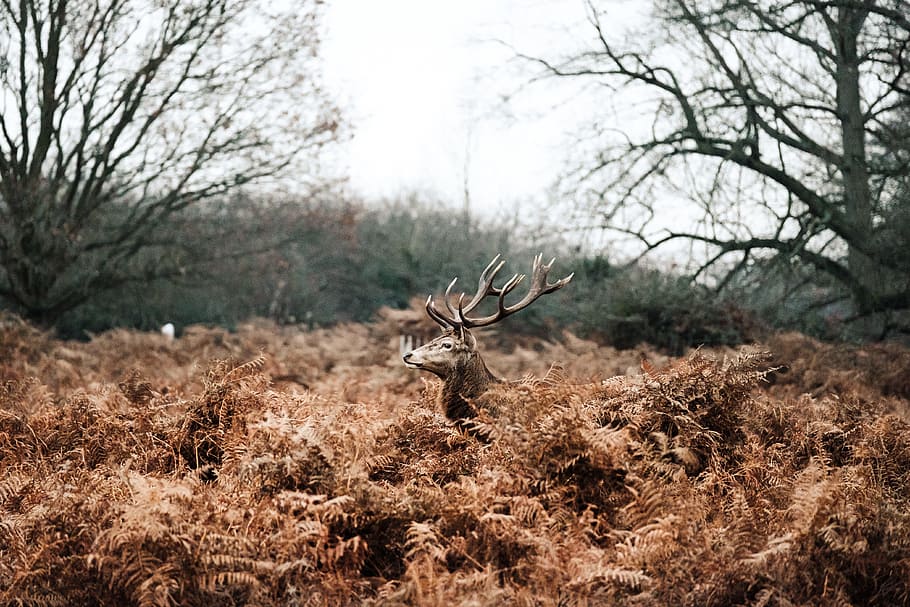grass, trees, plant, branch, outdoor, mountain, forest, deer HD wallpaper