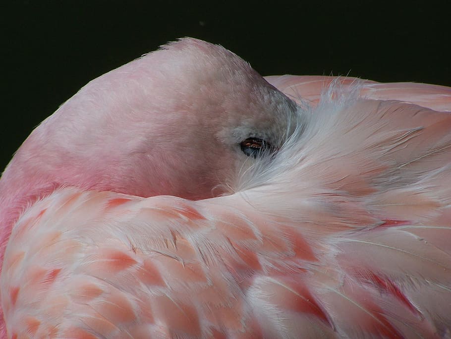 flamingo, bird, pink, white, exotic, wildlife, feather, wing HD wallpaper