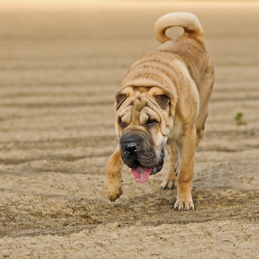 dog, sharpei, run, language, animal, one animal, outdoors, animal themes HD wallpaper