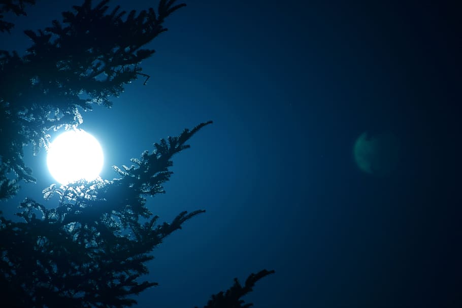 Night, Fir, Tree, Full Moon, moon at night, mood, atmosphere HD wallpaper