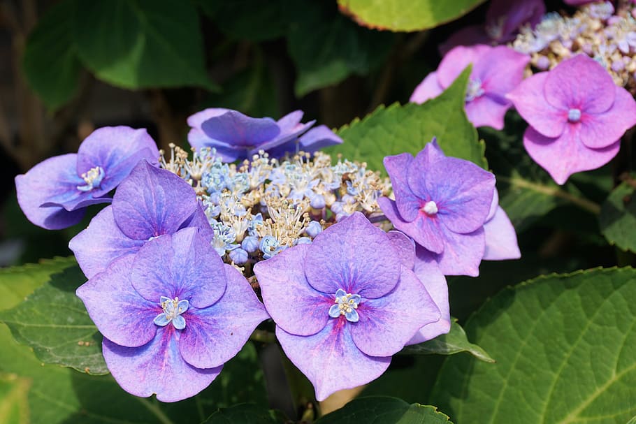 purple hydrangea in close-up photography, hydrangeas, flower HD wallpaper