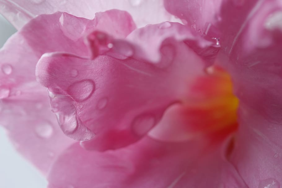flowers, plant, background, beauty in nature, pink color, close-up HD wallpaper