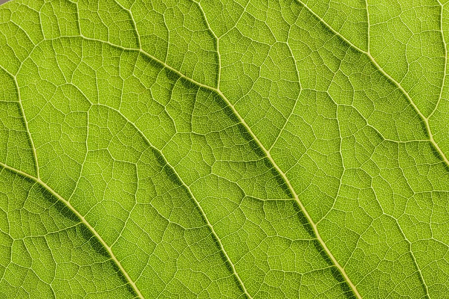 untitled, green, leaf, structure, nature, plant, veins, green color HD wallpaper
