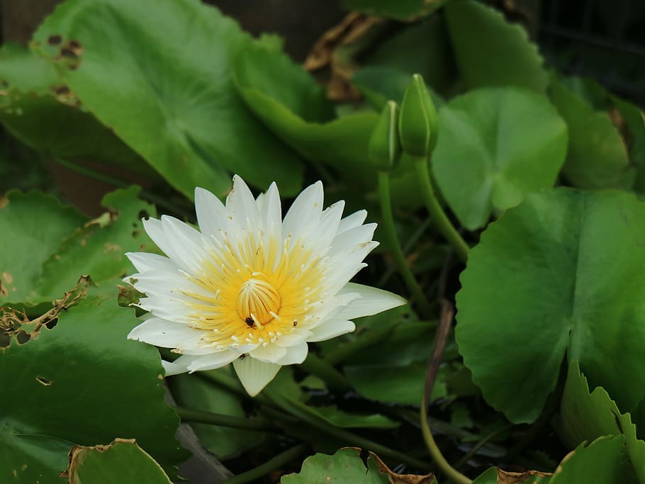 Hd Wallpaper Flowering Lotus Pond Bloom White 蓮 Flower Images, Photos, Reviews