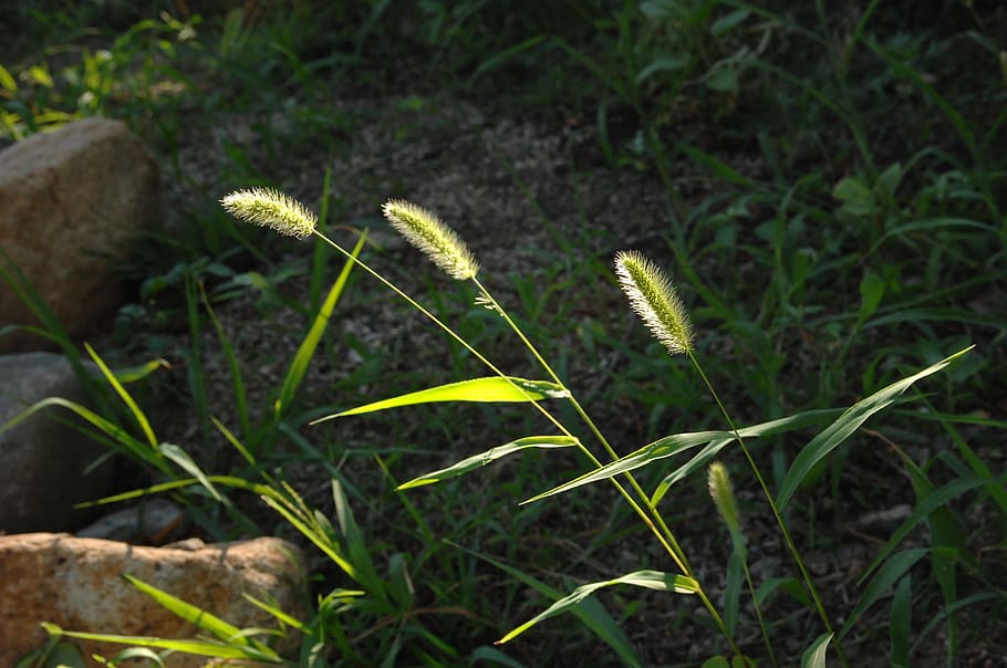 foxtail, weeds, sunshine, plant, growth, beauty in nature, green color, HD wallpaper