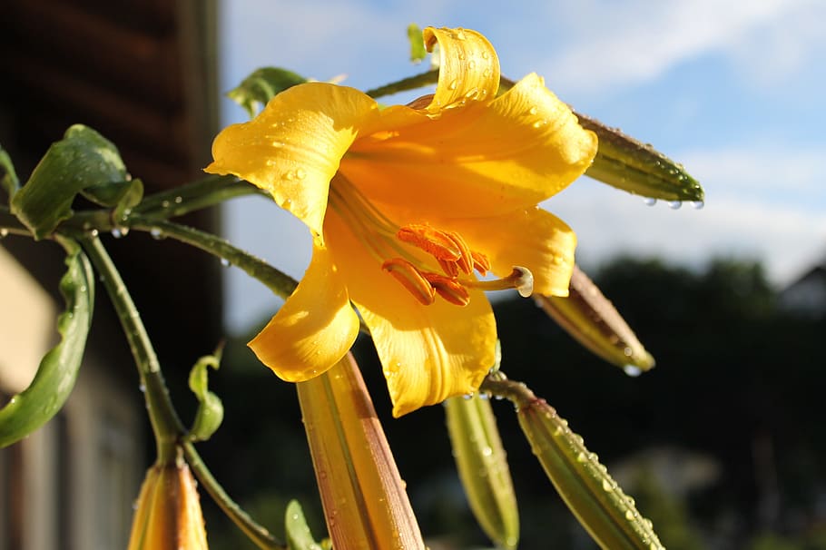 lily, blossom, bloom, open, flowering plant, beauty in nature HD wallpaper