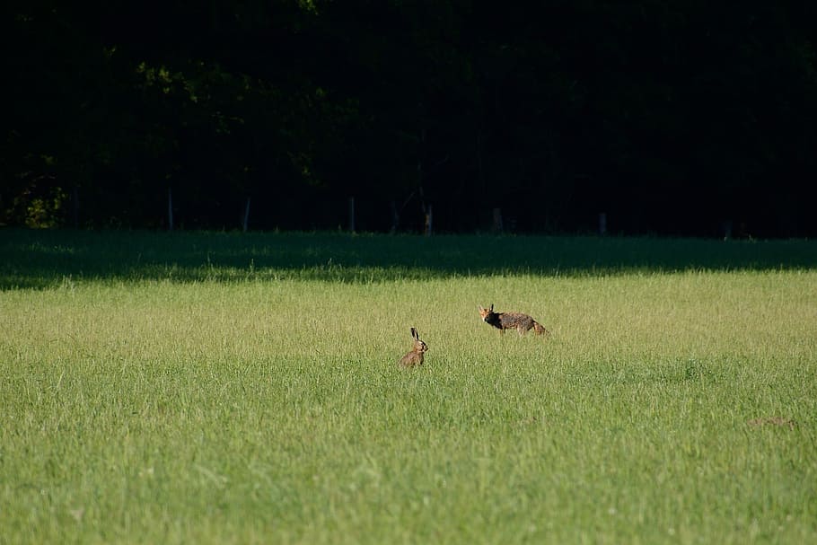 fuchs, hare, fox and hare, duvenstedter brook, vertebrate, plant HD wallpaper