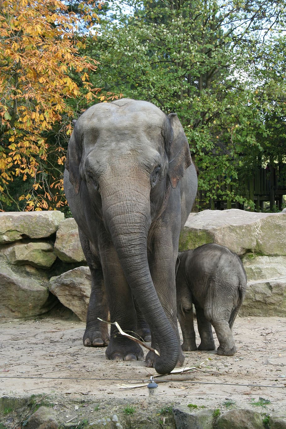 mother and child elephant, zoo, animals, trunk, nature, baby elephant HD wallpaper