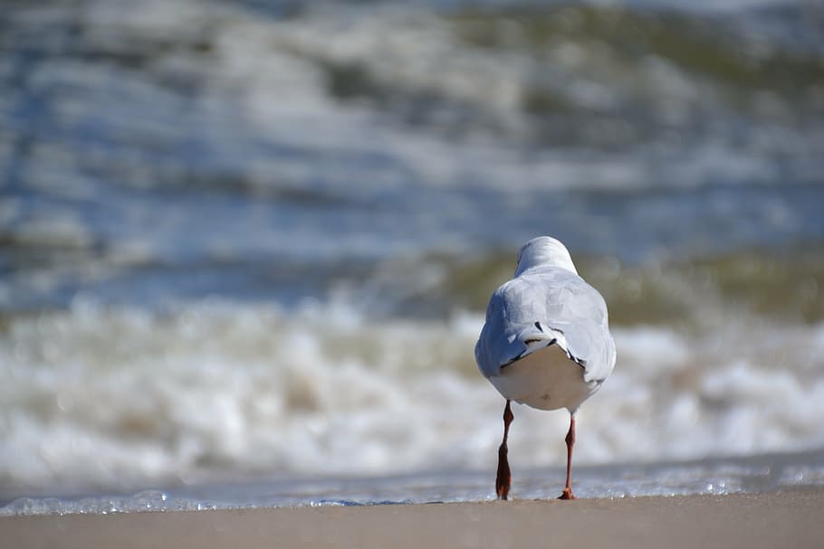 seagull, bird, wildlife, animal, nature, beach, outdoors, animals In The Wild HD wallpaper