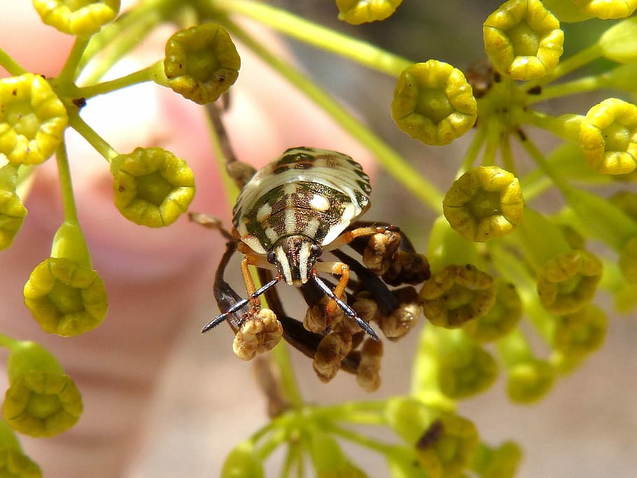 Bug, Flower, Detail, insect, one animal, animal themes, animals in the wild HD wallpaper