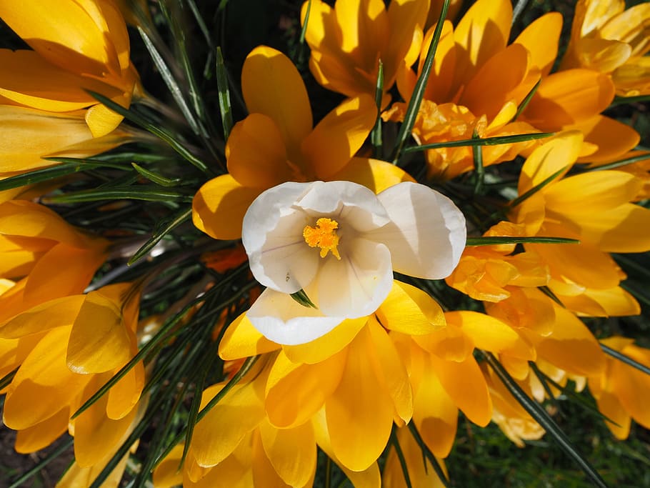 crocus, white, individually, centrally, dominant, important HD wallpaper
