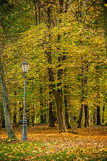 gray street light during daytime, green, pole, lamp, trees HD wallpaper