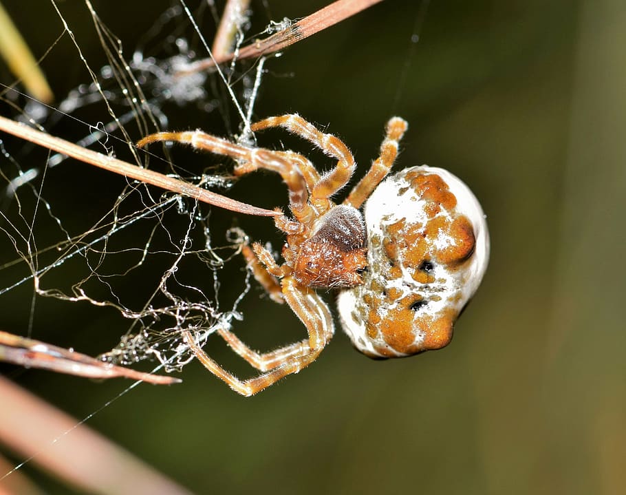 spider, bolas spider, web, webbed, trap, trapped, trapping HD wallpaper