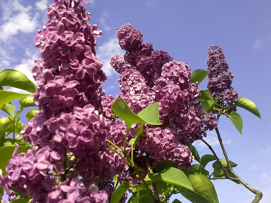 natural, violet, lilac, on, spring, summer lilac, flower, plant HD wallpaper