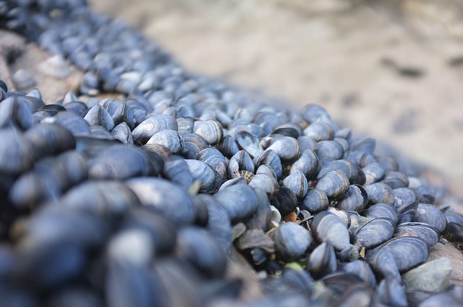 mussels, shells, beach, crustacean, sea, selective focus, food and drink HD wallpaper