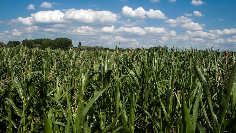 clouds, cornfield, summer sky, agriculture, farm, nature, corn - Crop HD wallpaper