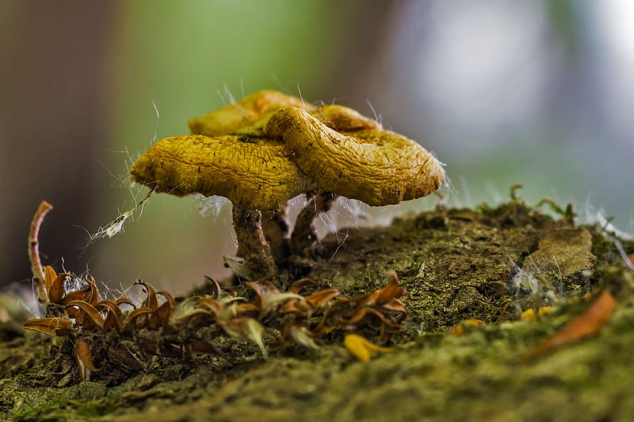 mushroom, small, nature, spore, hatter, gombatelep, moss, selective focus HD wallpaper