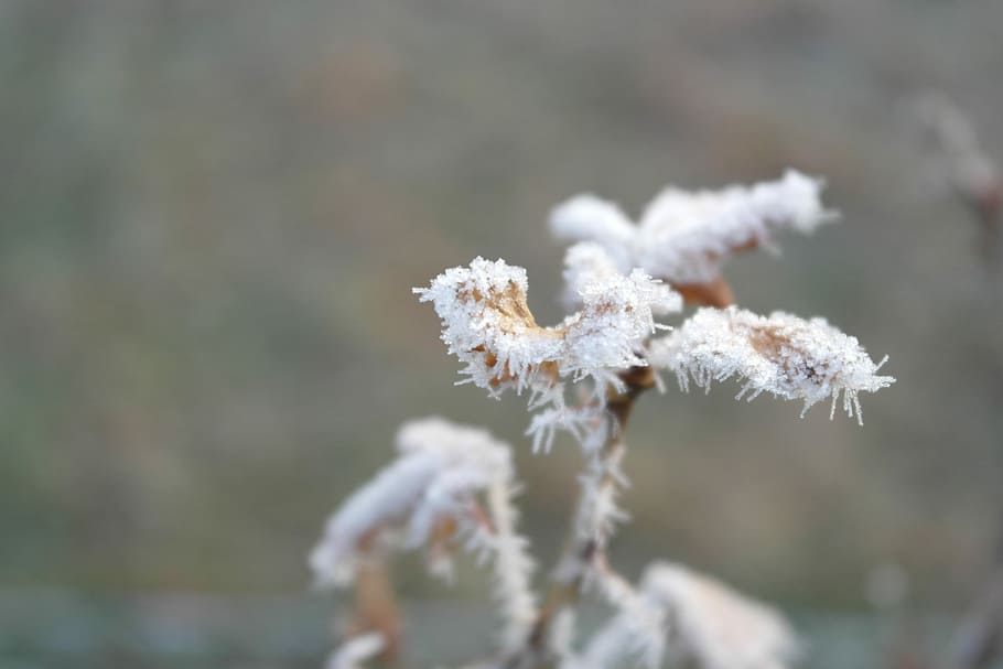 Frost, Winter, Cold, Plant, nature, cold temperature, white color HD wallpaper