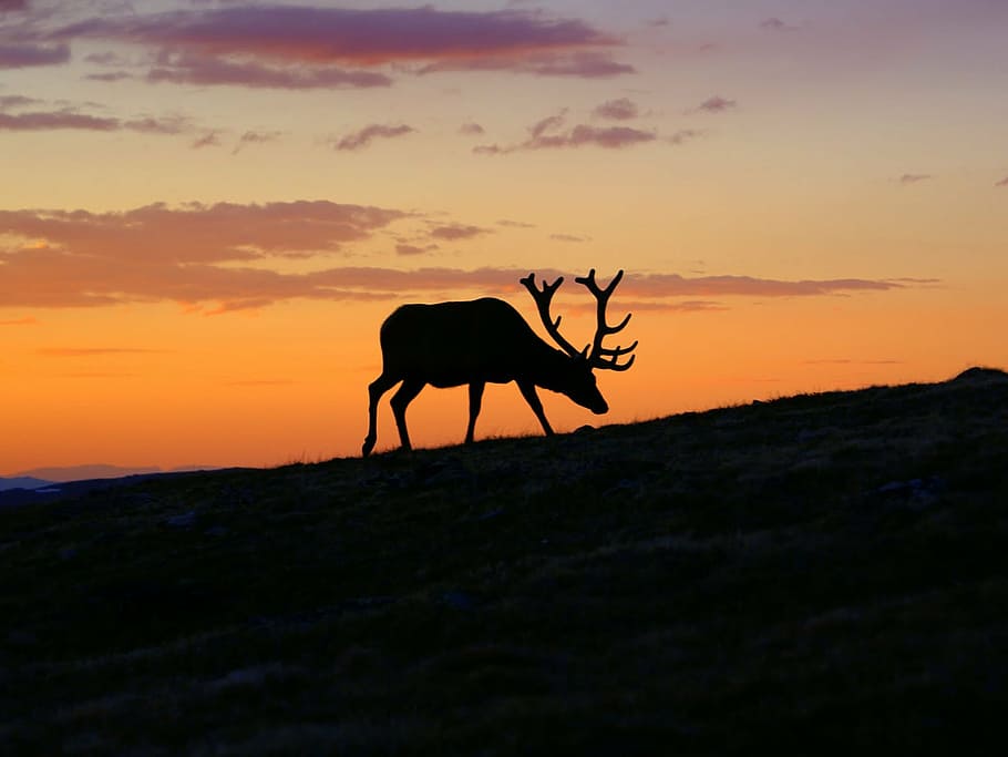 silhouette of moose during golden hour, sunset, deer, animal HD wallpaper