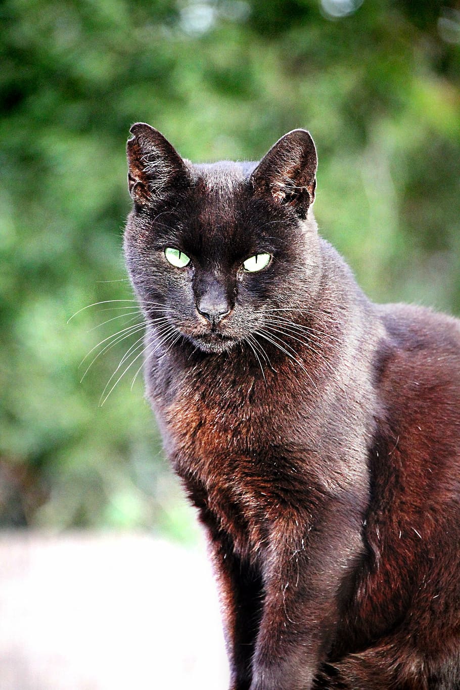 closeup photography of black cat, pet, animal, cat's eyes, view, HD wallpaper