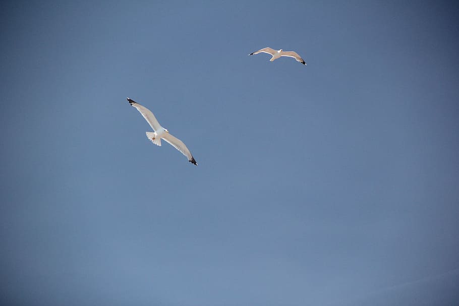 gulls, birds, coast, sky, animals, dom, fly, flying, animal themes HD wallpaper
