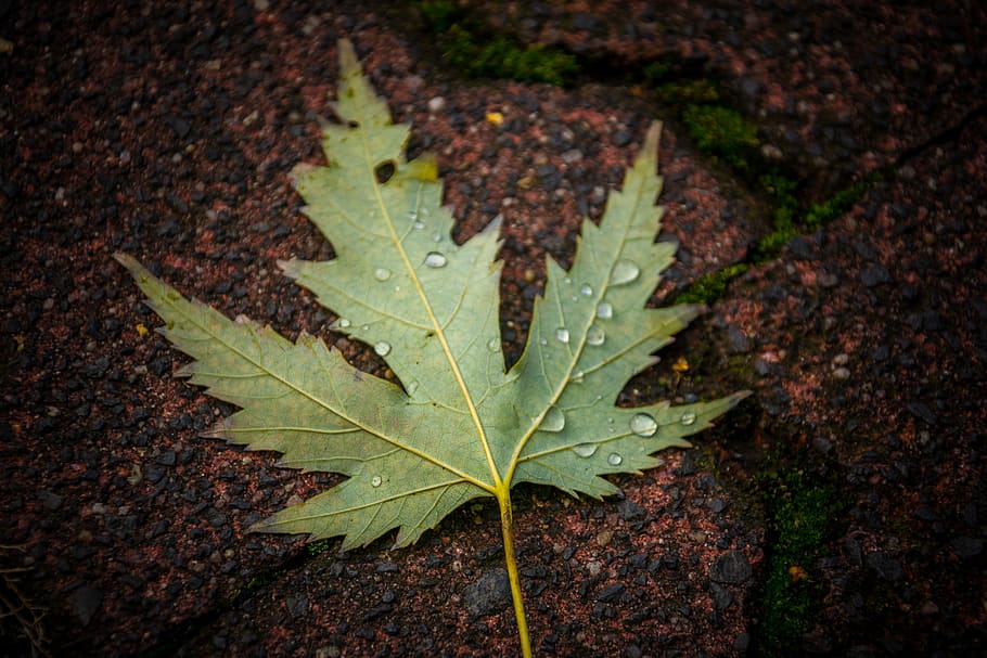 leaf, outdoors, nature, flora, fall, plant part, autumn, change HD wallpaper