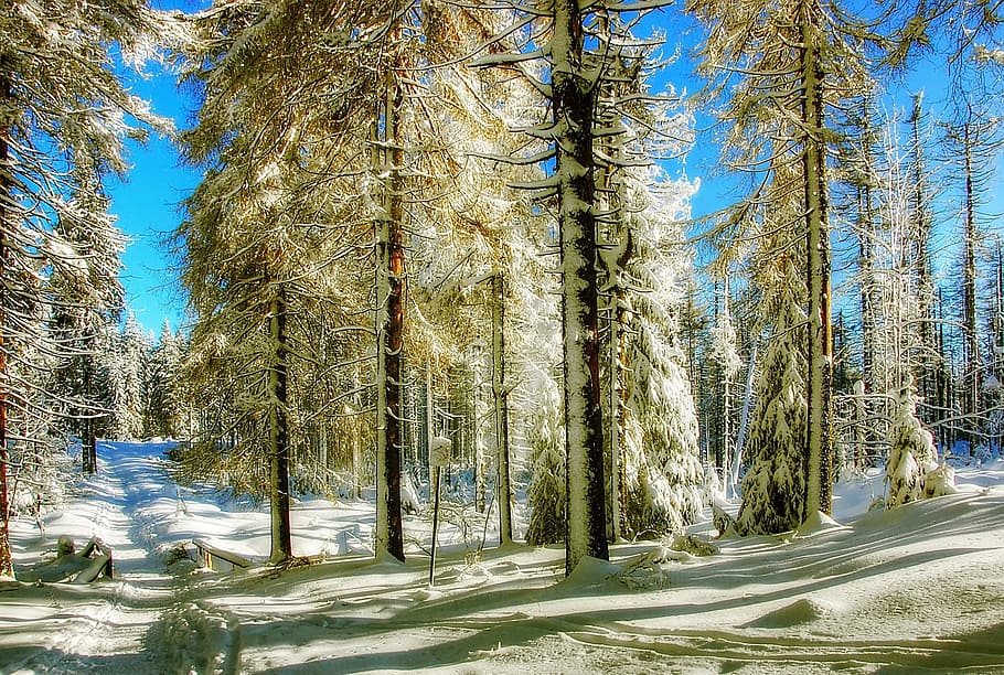 winter, snow, wintry, landscape, tree, white, nature, cold HD wallpaper