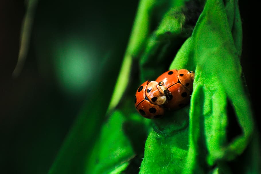 beetle, bug, insect, outdoor, green, leaf, nature, blur, animal themes HD wallpaper