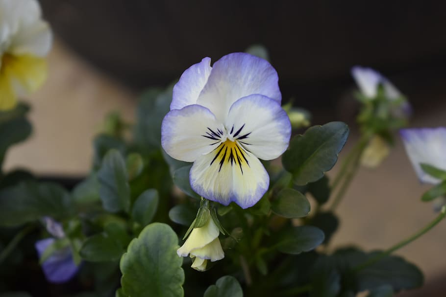 pansy, flower, spring, flowering plant, freshness, petal, beauty in nature HD wallpaper