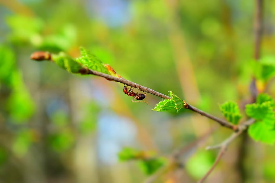 spring, april, may, greens, ant, insects, beautiful, handsomely HD wallpaper