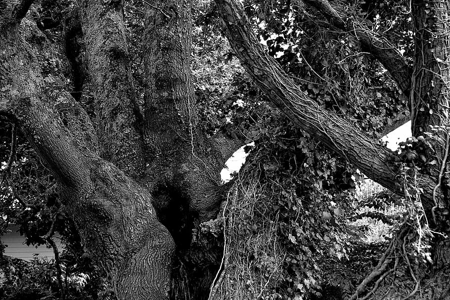 tree, tree trunk, branches, nature, wood, bark, forest, black and white HD wallpaper