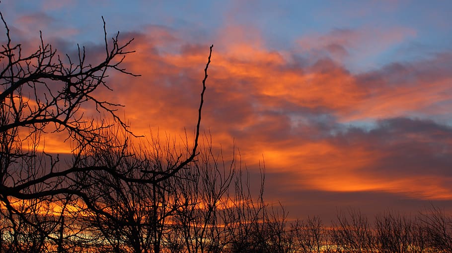 trees, nature, clouds, sky, stems, autumn, sunset, cloud - sky HD wallpaper